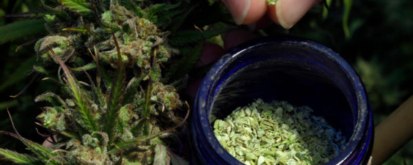 CBD